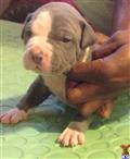 American Pit Bull
